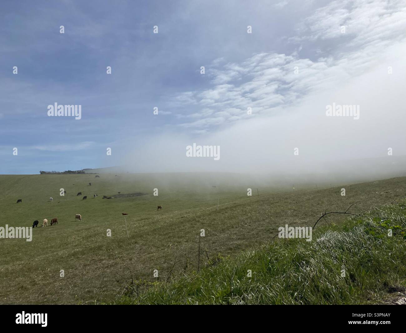 Der Meeresnebel rollt über dem Feld der Kühe Stockfoto