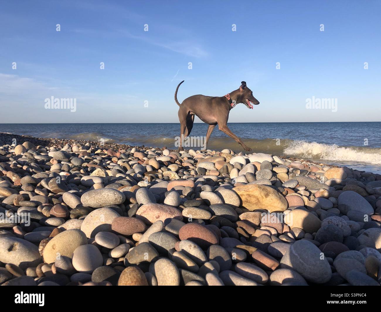 Italienischer Windhund am Meer Stockfoto