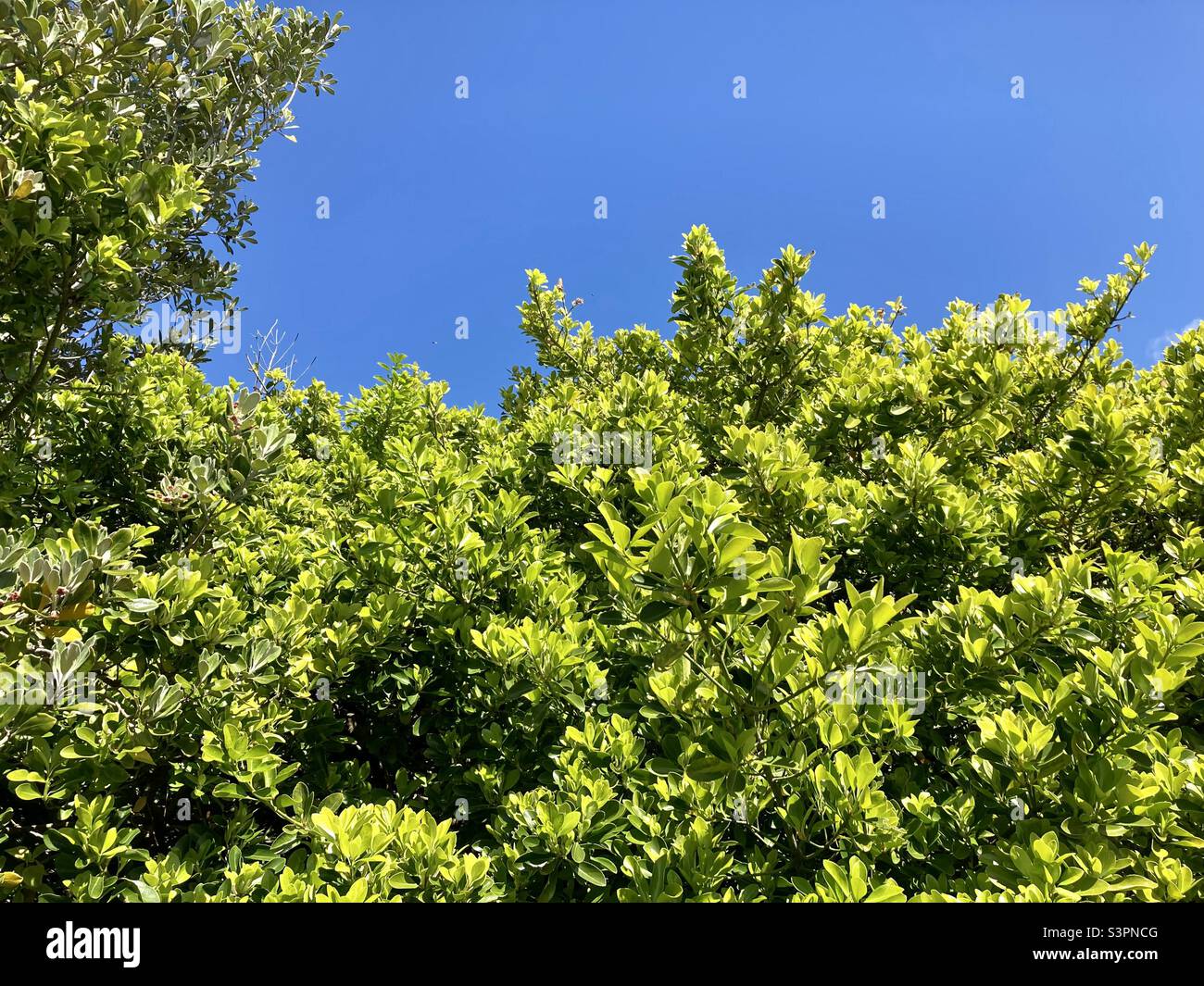 Leuchtend grünes Laub unter einem blauen Sommerhimmel Stockfoto