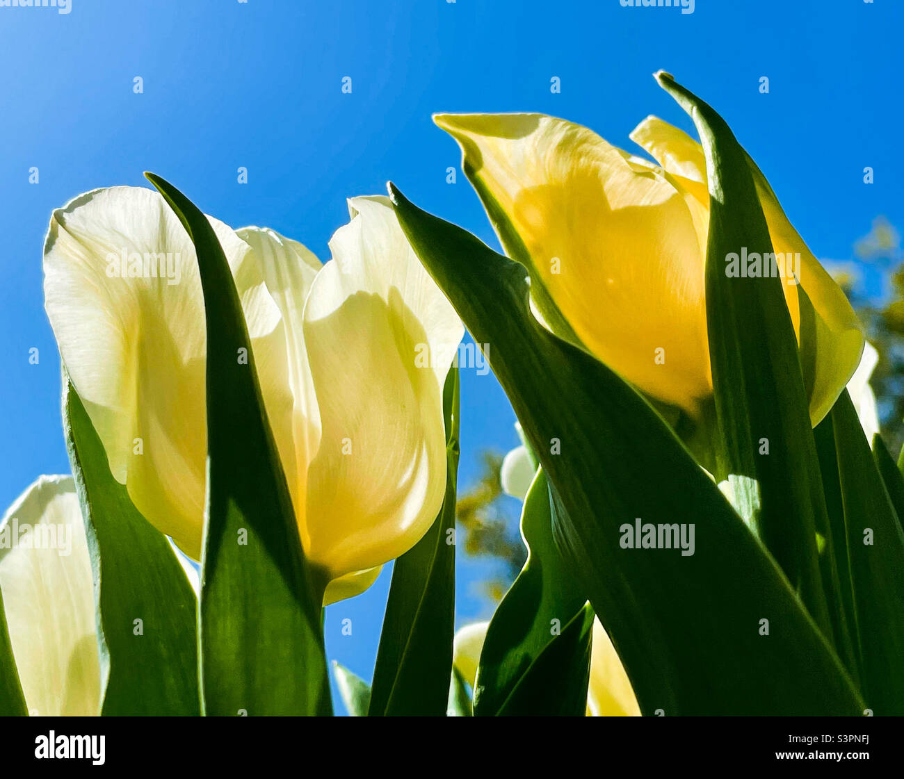Nahaufnahme von gelben Tulpenblüten mit blauem Himmel im Hintergrund. Stockfoto