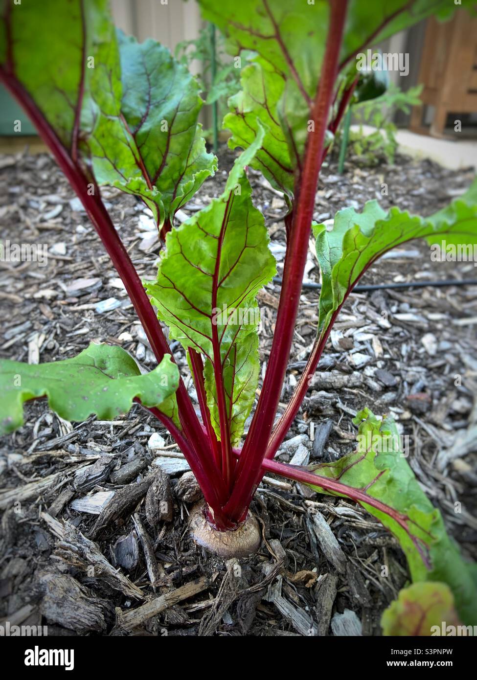 Rote Bete im Veggie Garden - Smartphone-aufgenommenes Stockfoto
