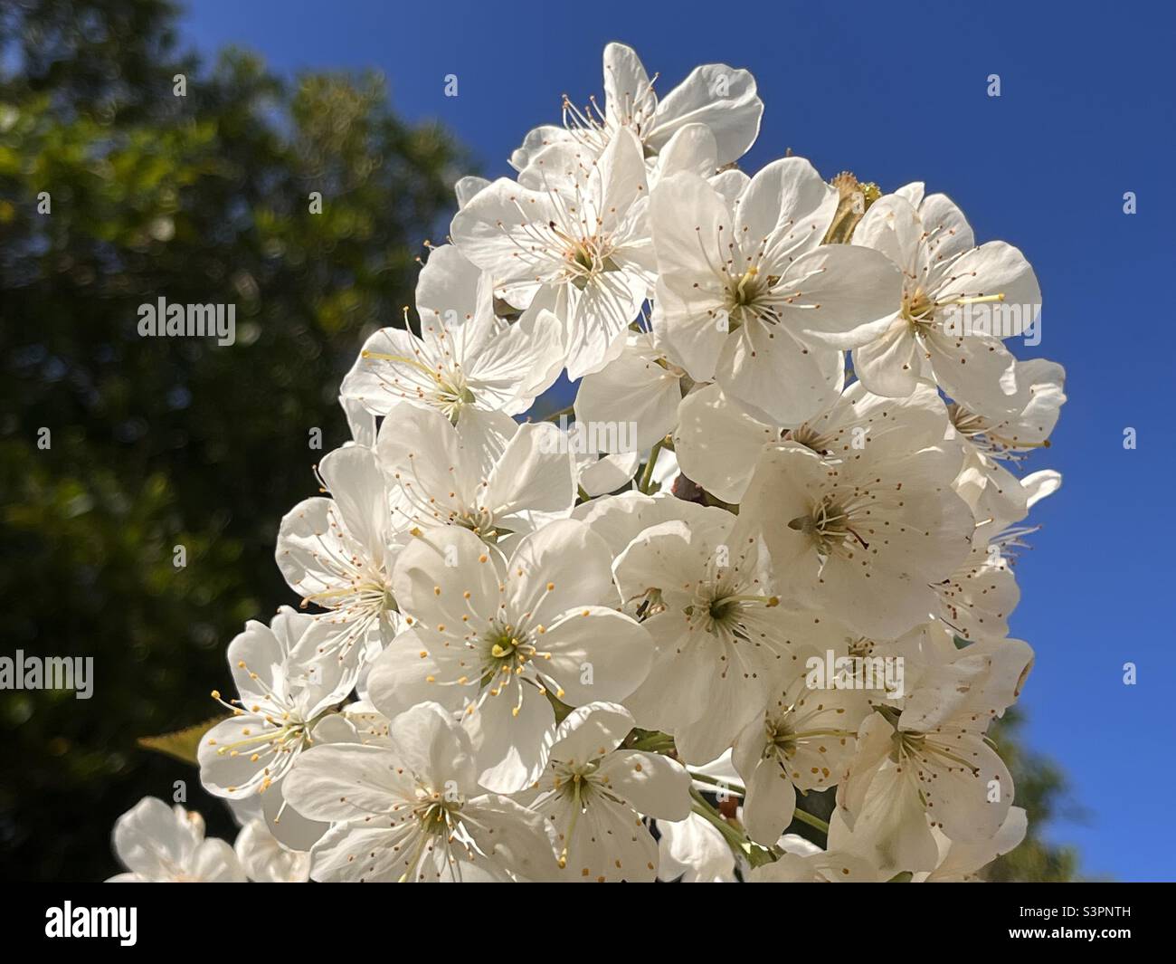 Schöne Kirschblüte April 2022. - Smartphone-aufgenommenes Stockfoto