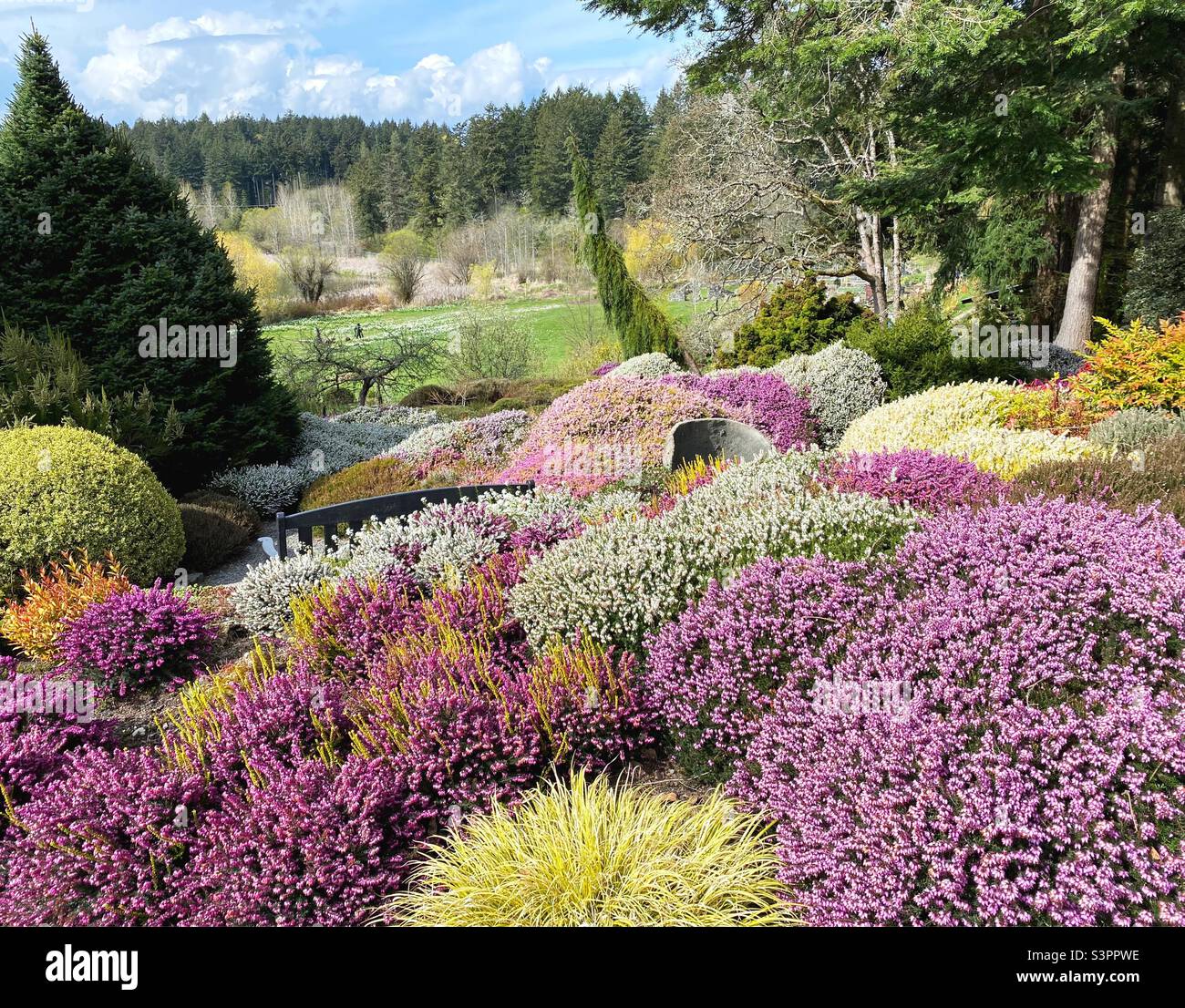 Ein Garten mit Heidekraut und Nadelbäumen im Gartenbauzentrum des Pazifiks in Victoria, BC, Kanada. Stockfoto