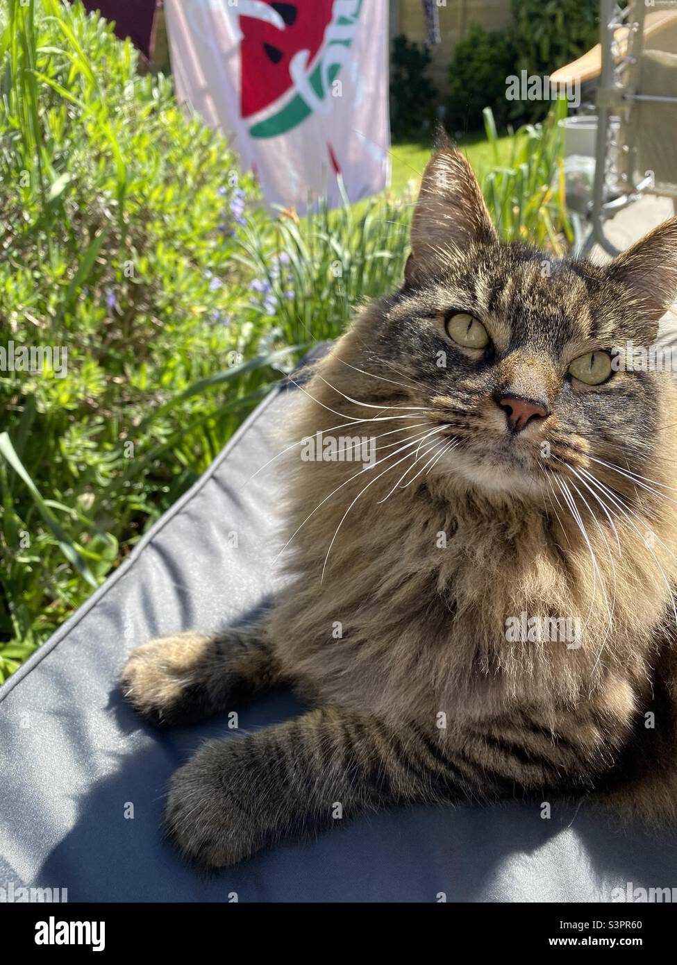 Tabby Katze genießen Sommertag Stockfoto