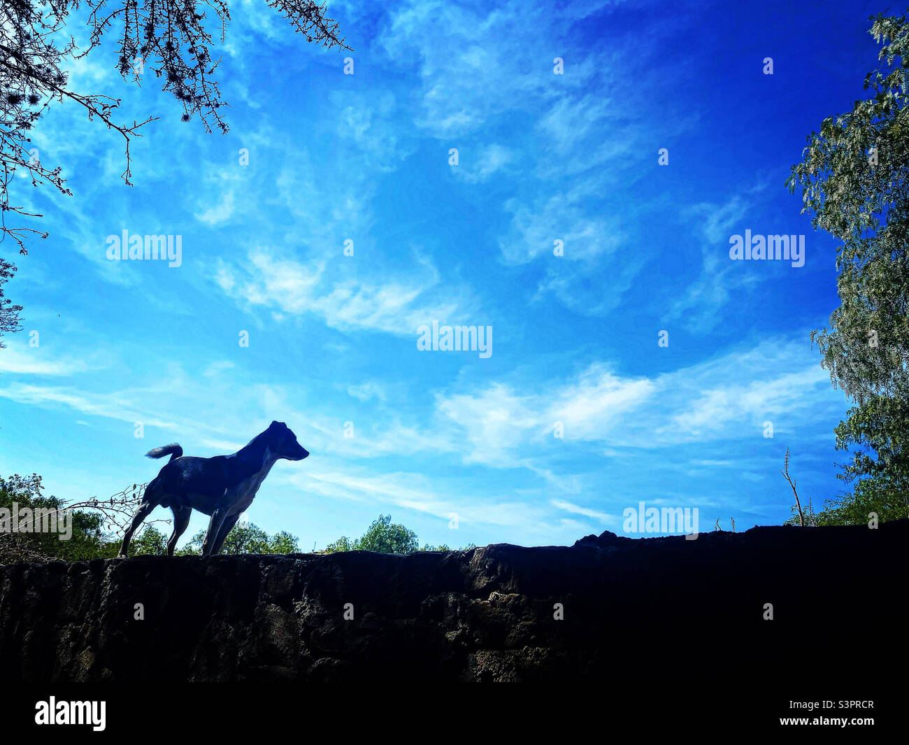 Ein Hund und der blaue Himmel in Mexiko Stockfoto