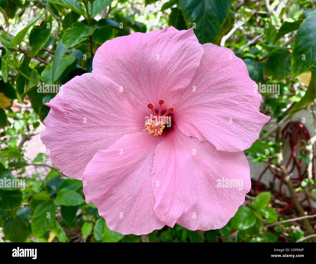 Ein blühender rosa chinesischer Hibiskus Stockfoto