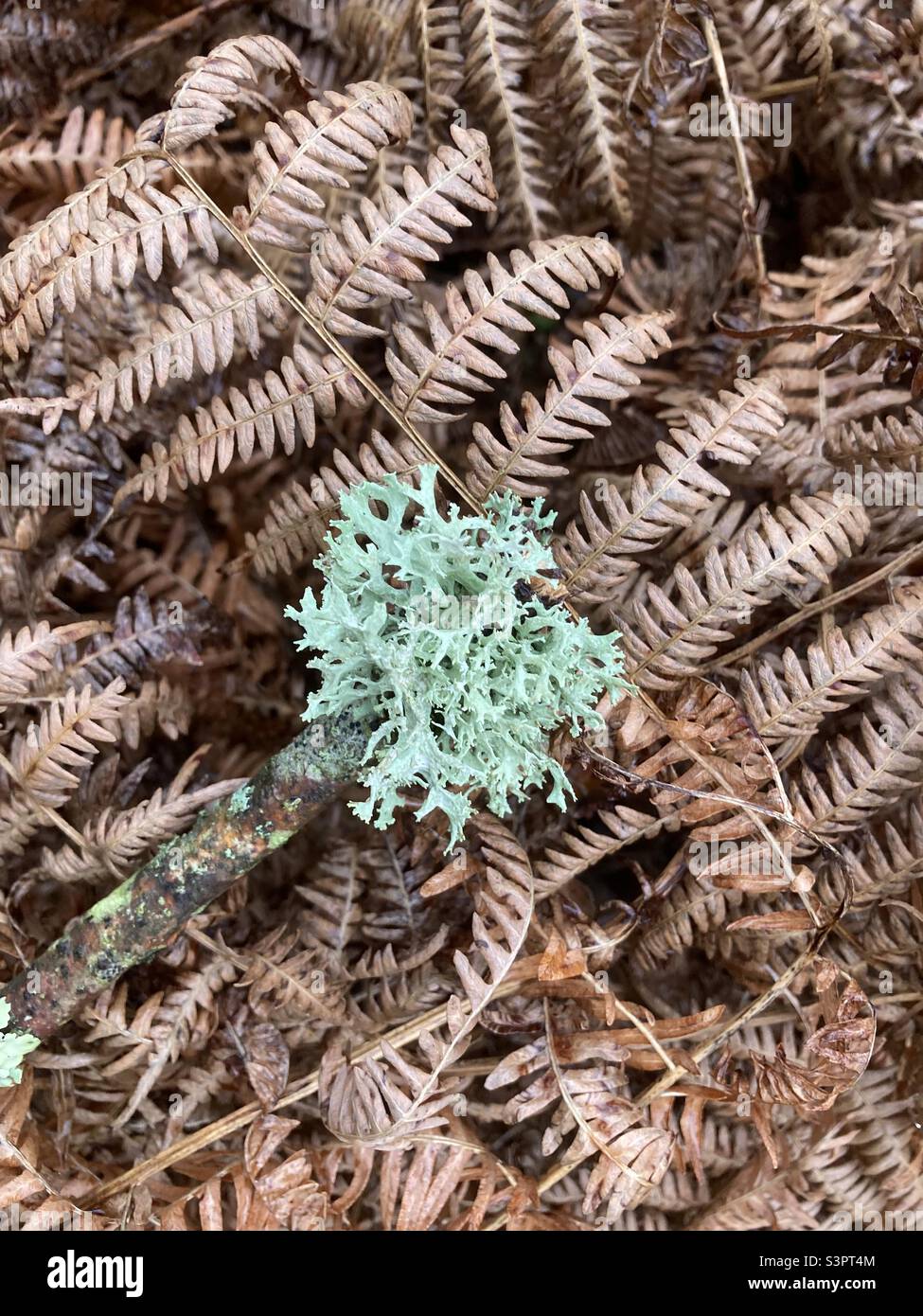 Moosgrüne Flechten auf braunen trockenen Farnblättern Stockfoto