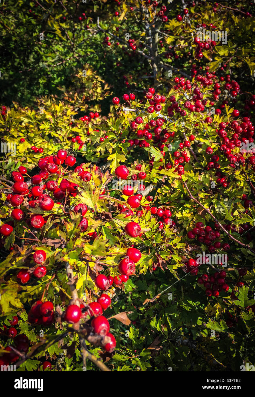 Weißdornbeeren Stockfoto