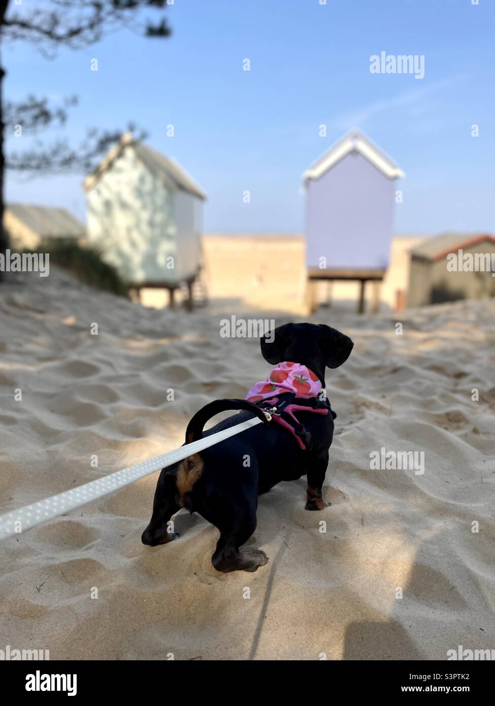 Wells Next The Sea Norfolk Puppy Dog Billie Reynolds Miniature Dachshund UK - Smartphone-aufgenommenes Stockfoto