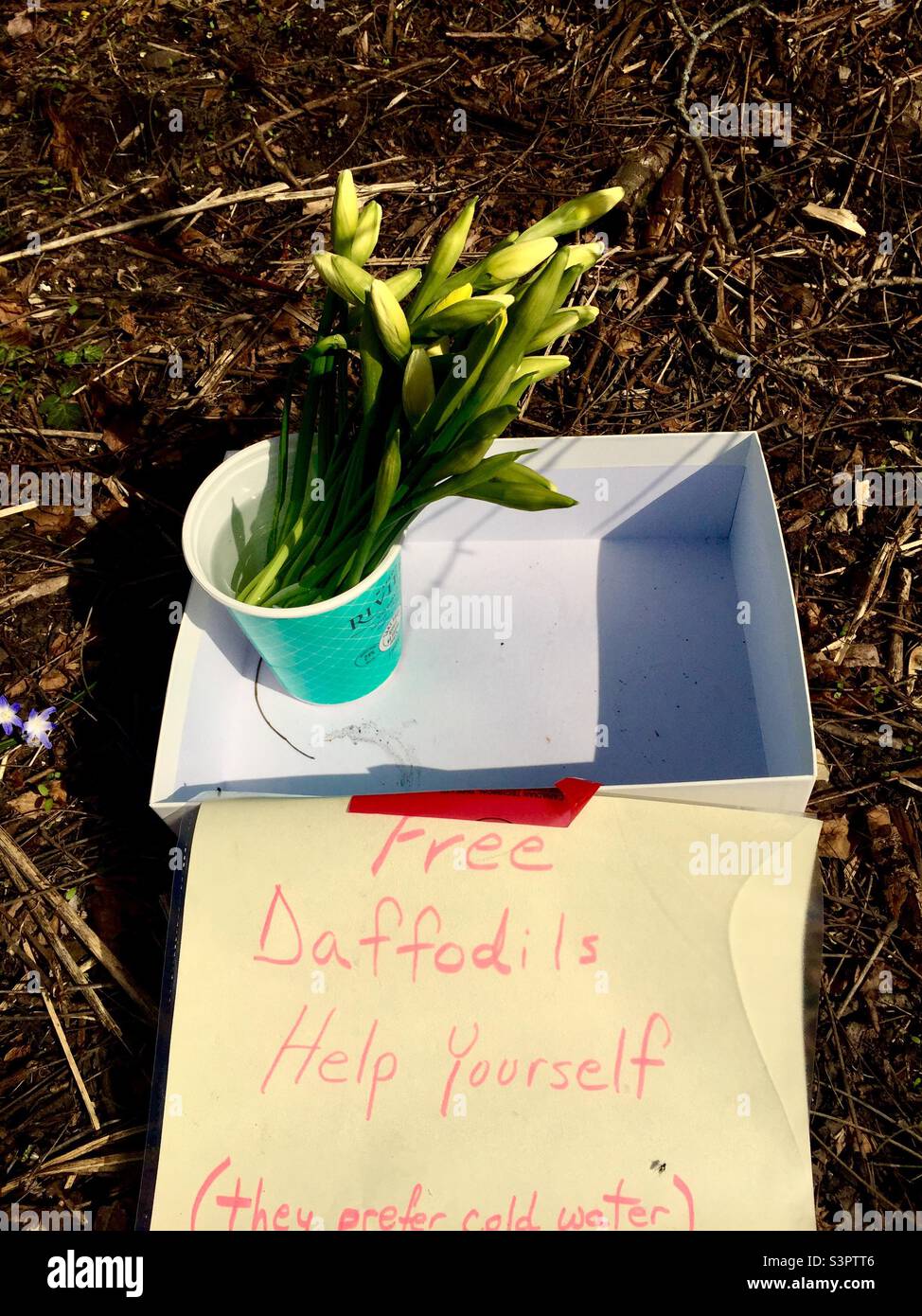 Kostenlose Narzissen. Es muss Frühling sein. Außerhalb des Gartens eines Hauses, Ontario, Kanada. Bitte bedienen Sie sich. Teilen Sie die Schönheit. Freude. Saison. - Smartphone-aufgenommenes Stockfoto