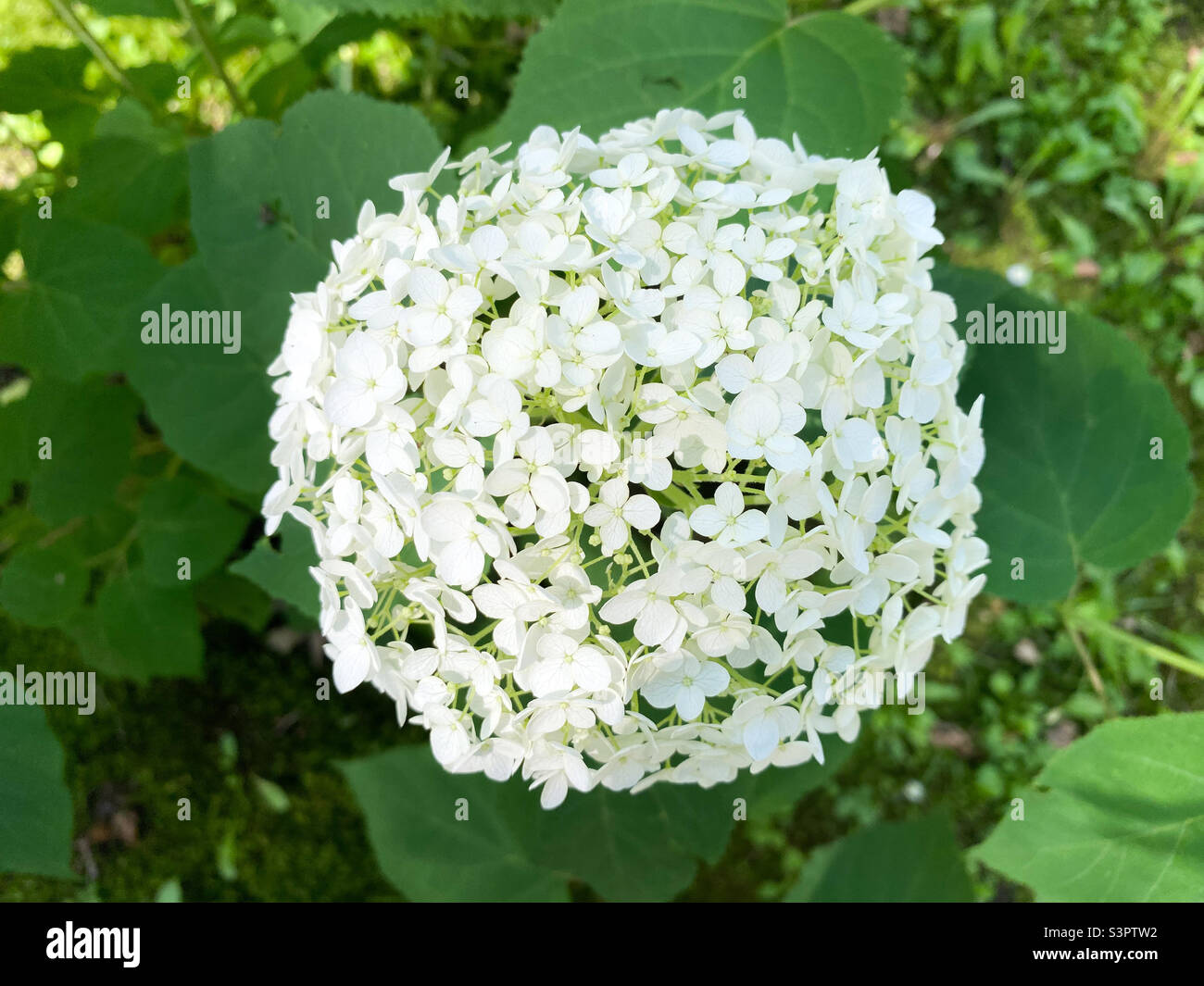 Die Blüte von Hydrangea arborescens. Nahaufnahme mit Hortensien wie ein Baum Stockfoto