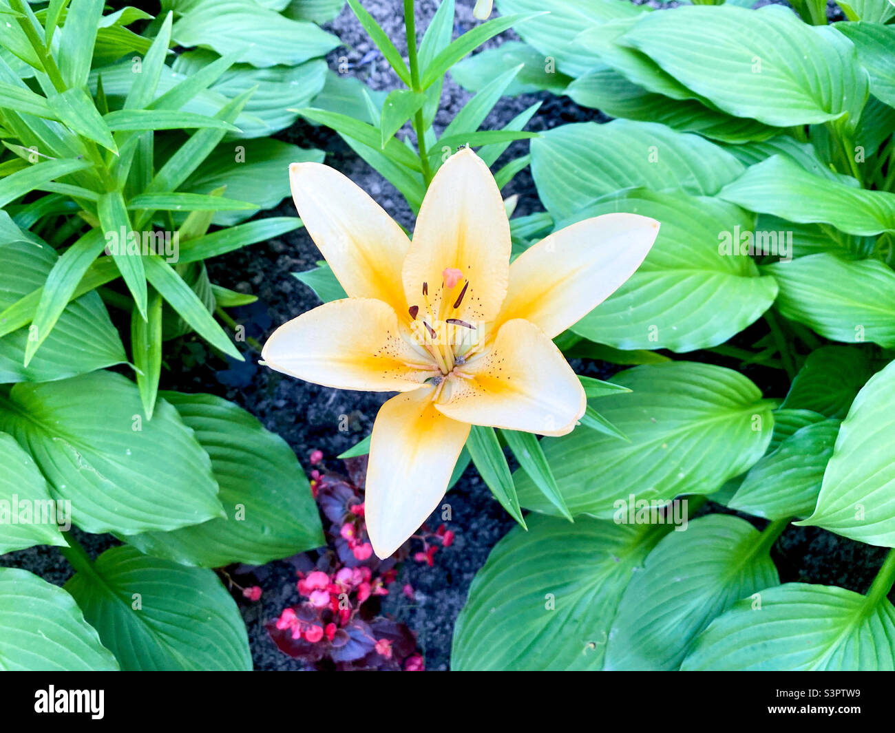 Eine schöne Lilienblume lilium bulbiferum blühte im Garten. Nahaufnahme von Lilium bulbiferum Stockfoto