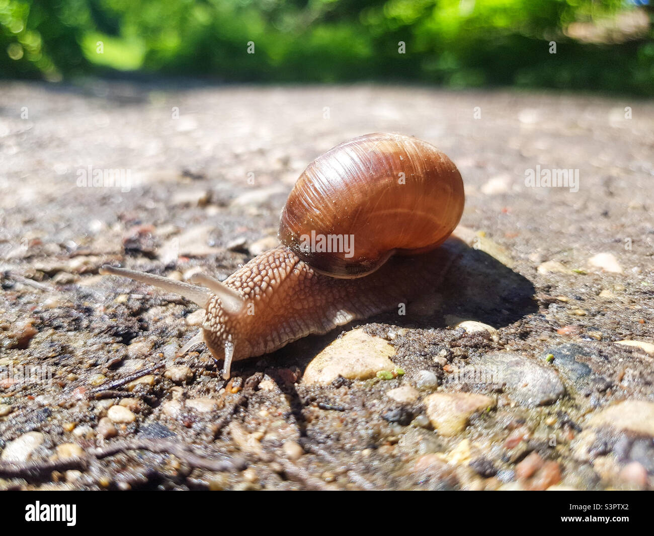 Die Traubenschnecke Helix pomatia kriecht auf dem Boden. Schnecke mit einer Schale Stockfoto