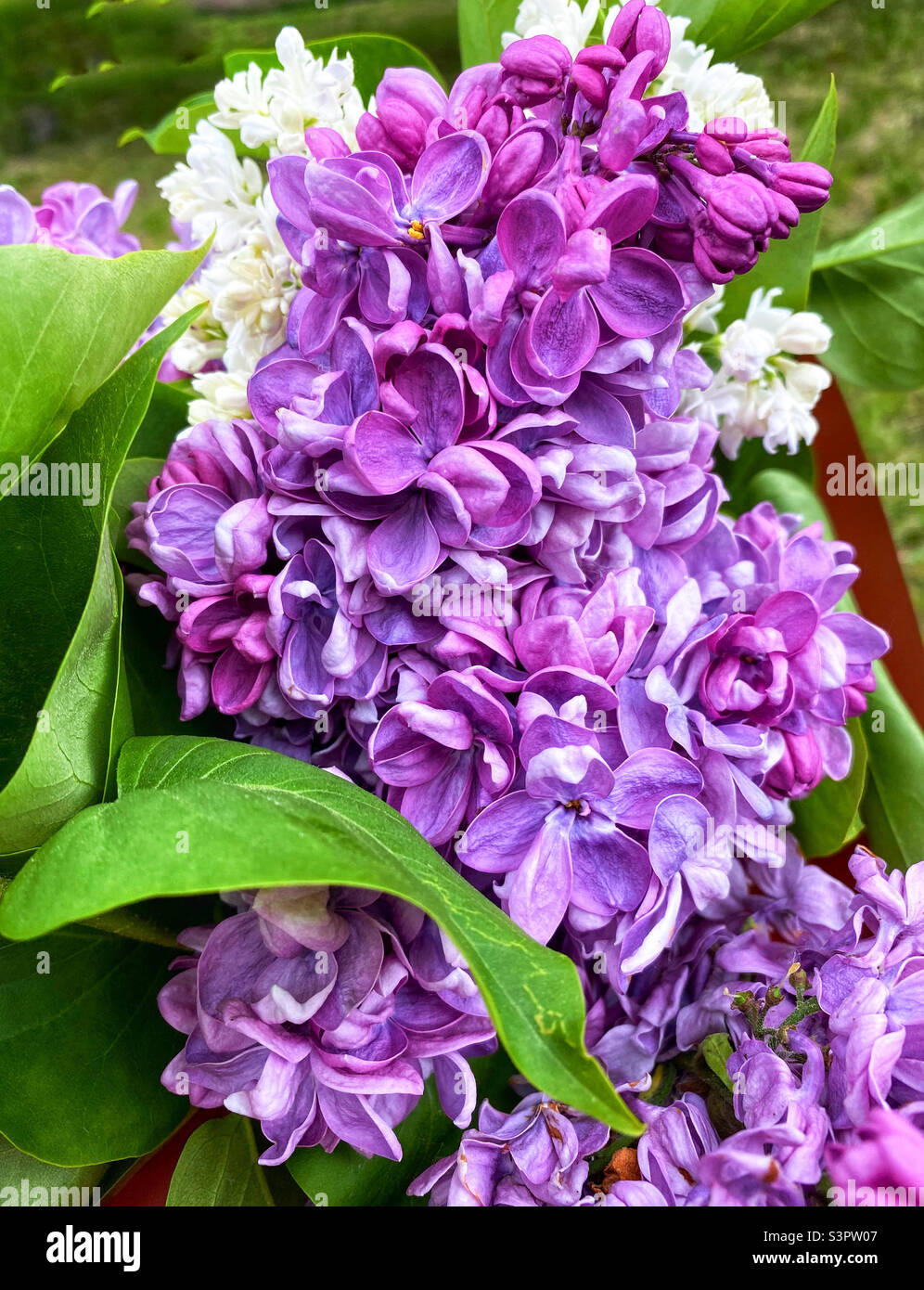 Schönes Bouquet von lila Flieder Syringa vulgaris Nahaufnahme Stockfoto