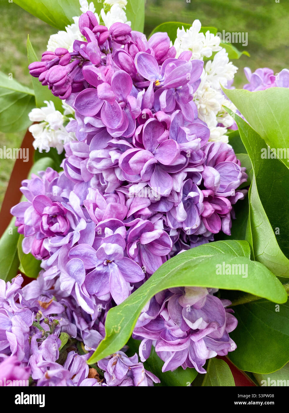 Schönes Bouquet von lila Flieder Syringa vulgaris Nahaufnahme Stockfoto