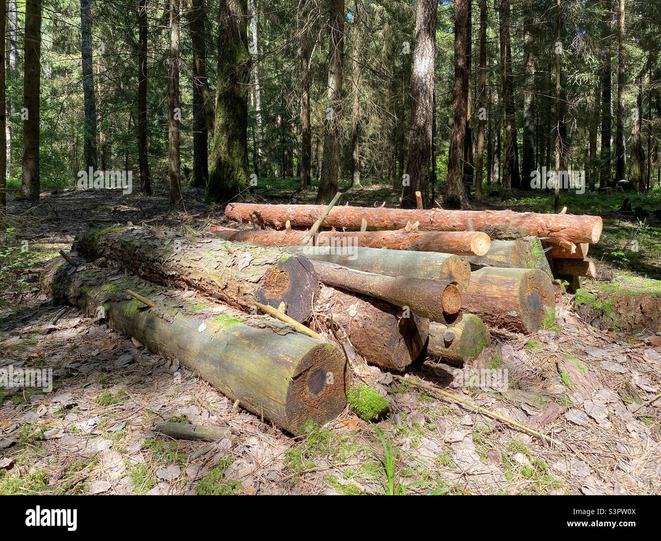 Im Wald liegen gefällte Holzstämme aus Kiefern auf dem Boden. Der innere Teil des Baumstammes mit Jahresringen aus der Nähe - Smartphone-aufgenommenes Stockfoto