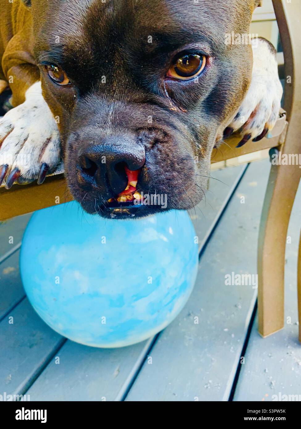 Schwarzer Hund mit blauer Kugel Stockfoto