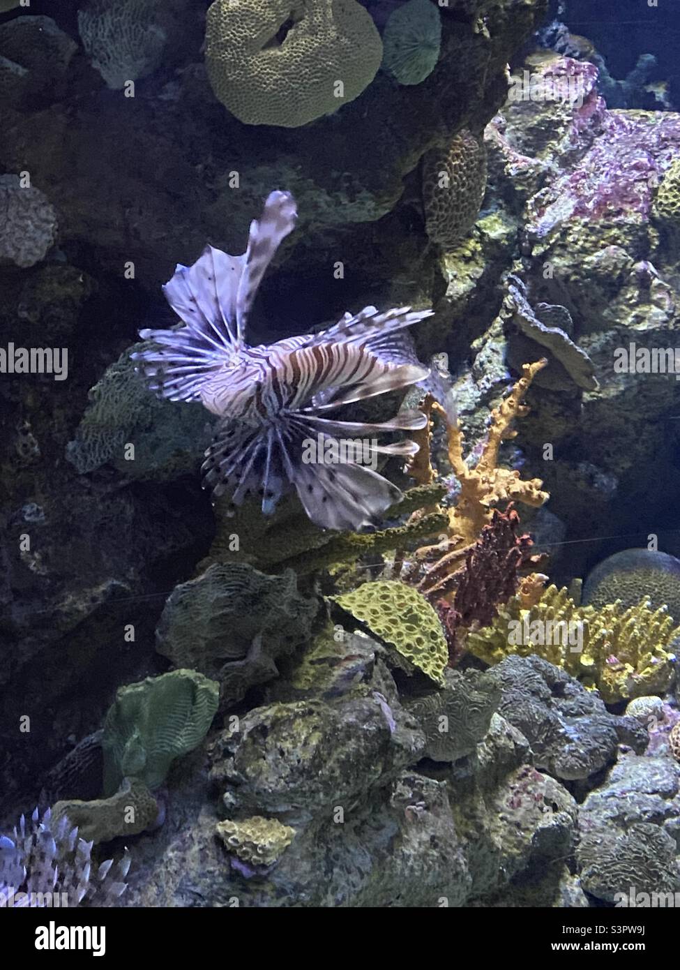 Braun-weiß gestreifte Fische im Aquarium in Port Vell, Barcelona, Katalonien, Spanien, Europa. 17. März 2022. Stockfoto