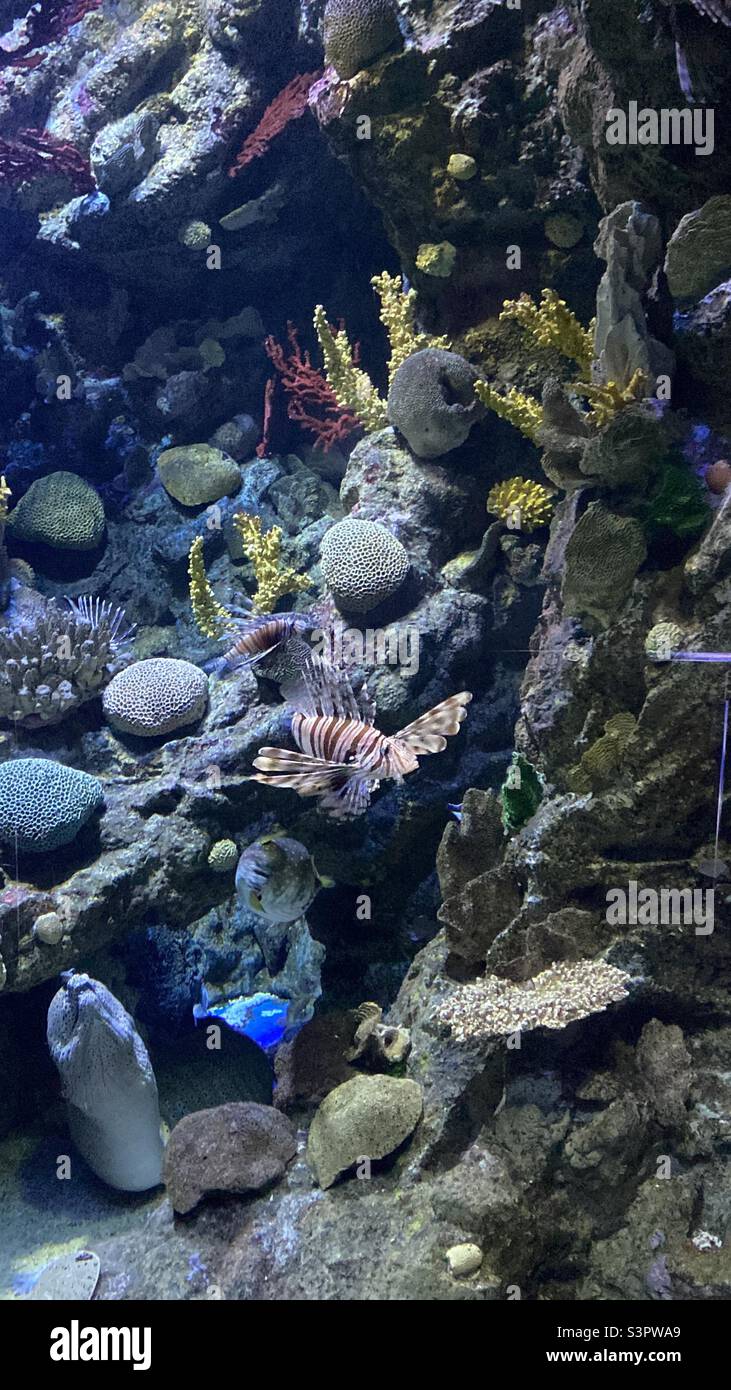 Fische im Aquarium in Port Vell, Barcelona, Katalonien, Spanien, Europa. 17. März 2022. Stockfoto