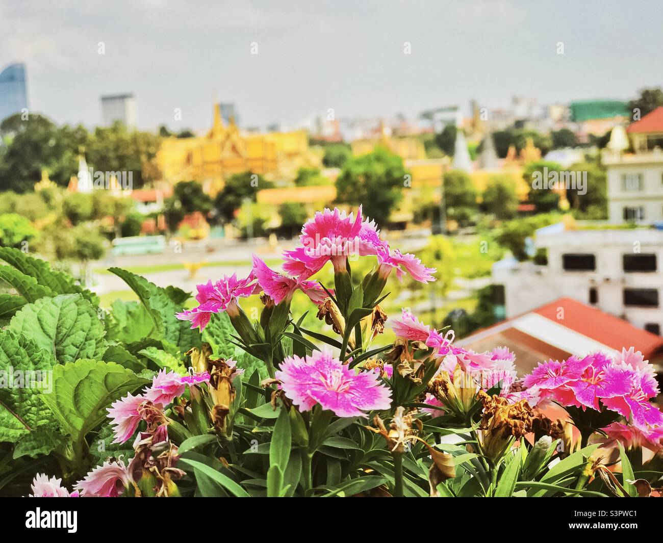 Schöne rosa Blumen und Tempel Hintergrund Stockfoto