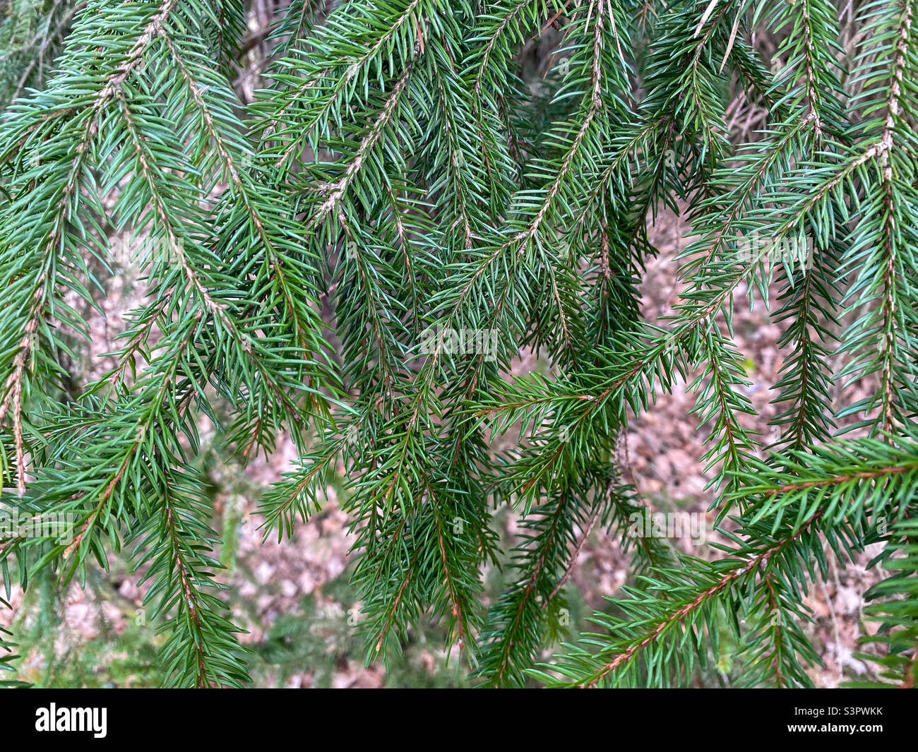 Nahaufnahme des Baumzweiges. Im Wald wachsen grüne Zweige des Weihnachtsbaums. Immergrüner Weihnachtsbaum - Smartphone-aufgenommenes Stockfoto