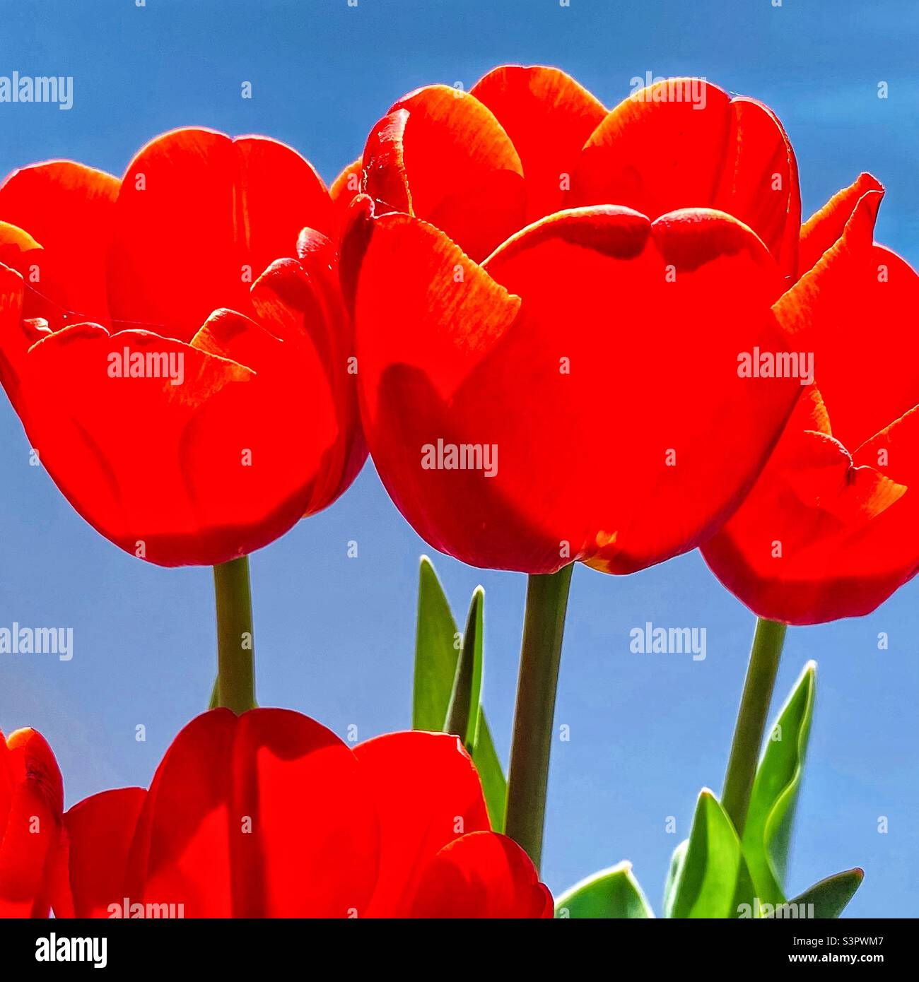 Rote Tulpen. Stockfoto