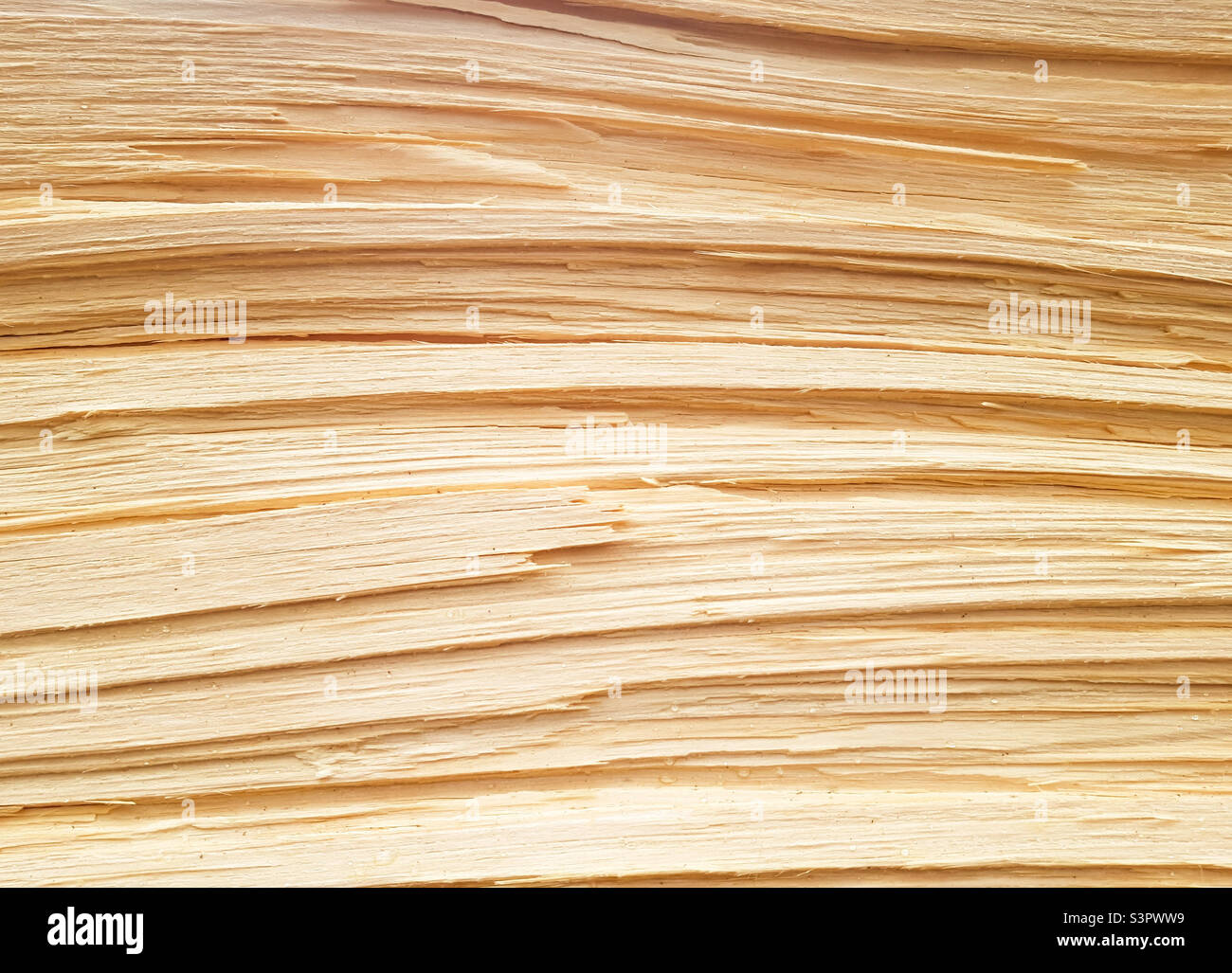 Hintergrund eines frisch geschnittenen Kiefernstamms aus der Nähe. Struktur des Pinienstamms - Smartphone-aufgenommenes Stockfoto