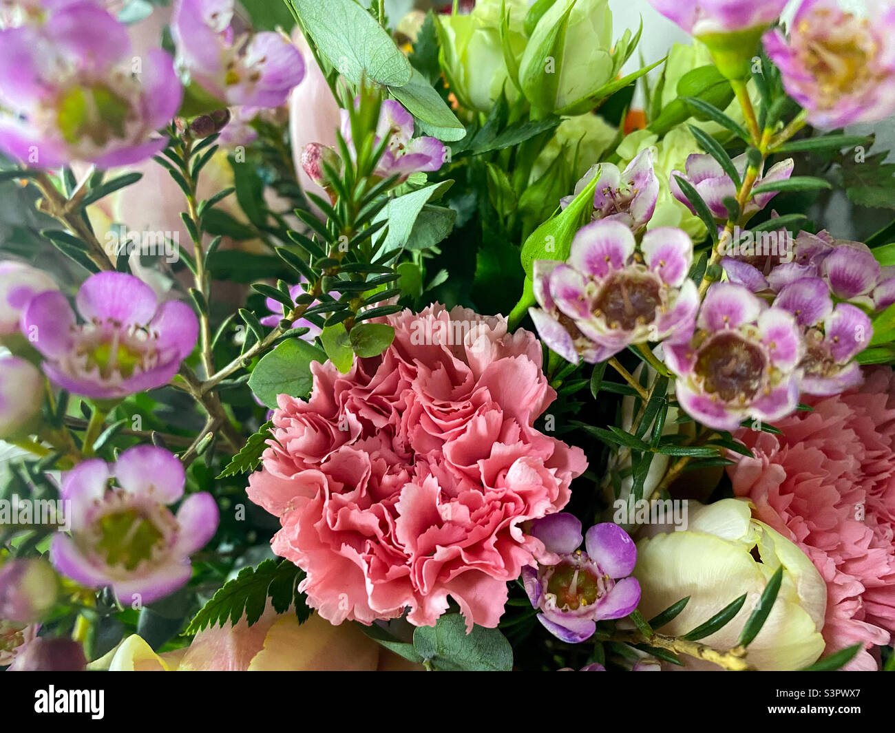 Bouquet von Dianthus Caryophyllus aus der Nähe. Hintergrund von Dianthus Caryophyllus Stockfoto