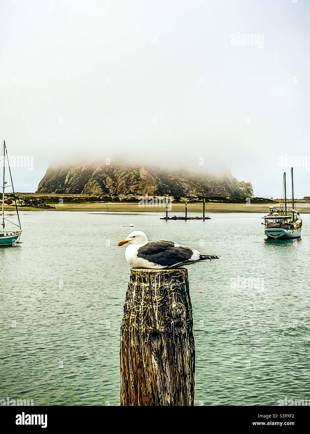 Möwe sitzt auf einem Pillerposten in Morro Bay, Kalifornien Stockfoto