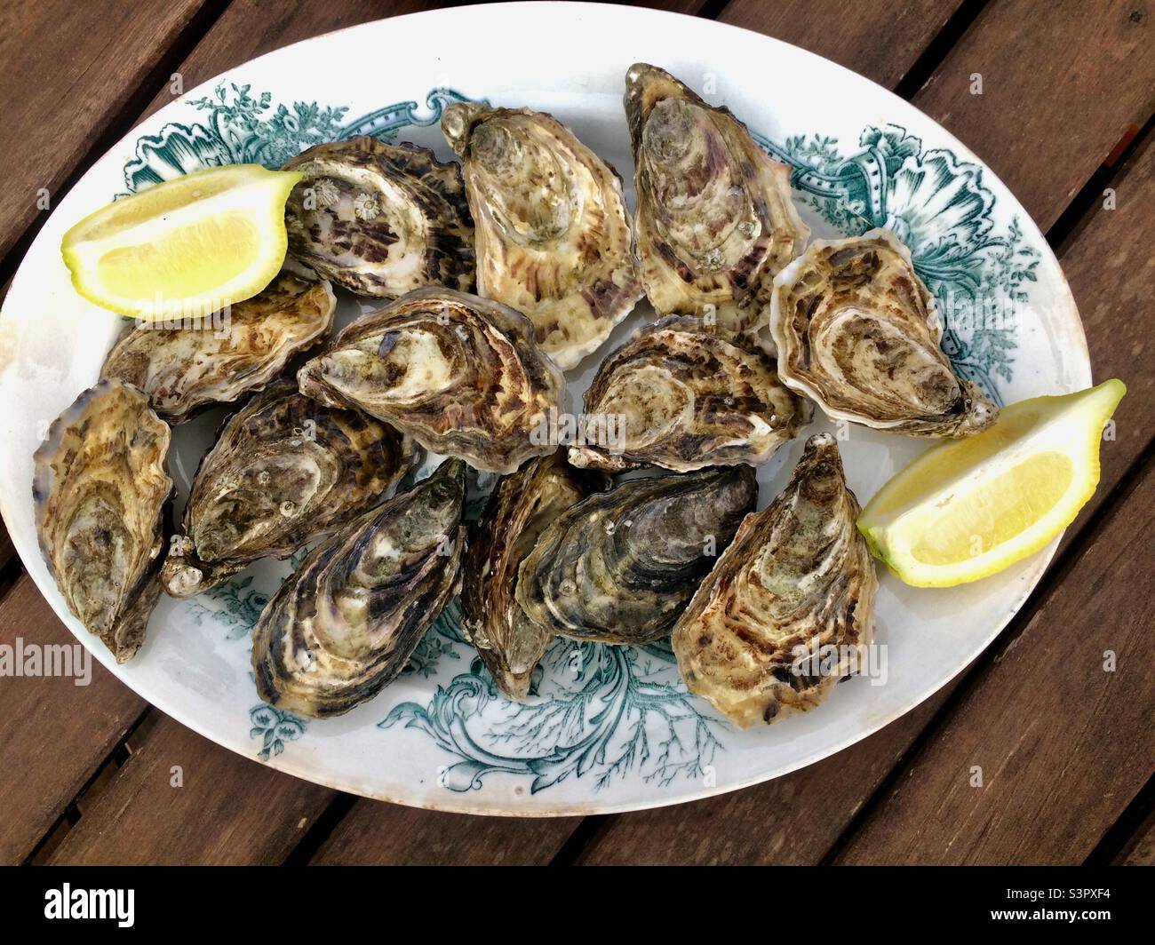 Austern in einer Platte Stockfoto