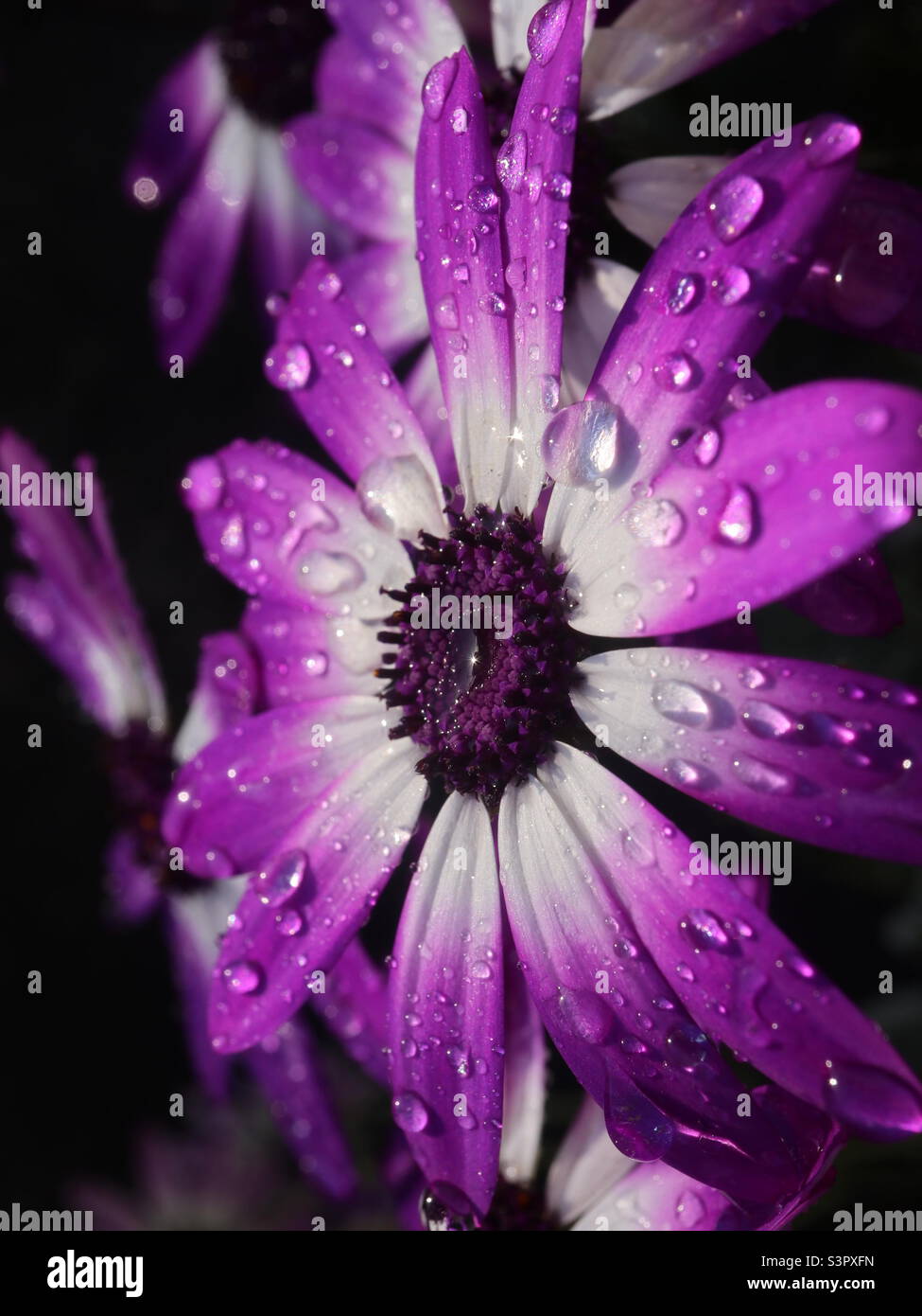 Frühlingsabend Blume nach einem April Dusche - Smartphone-aufgenommenes Stockfoto