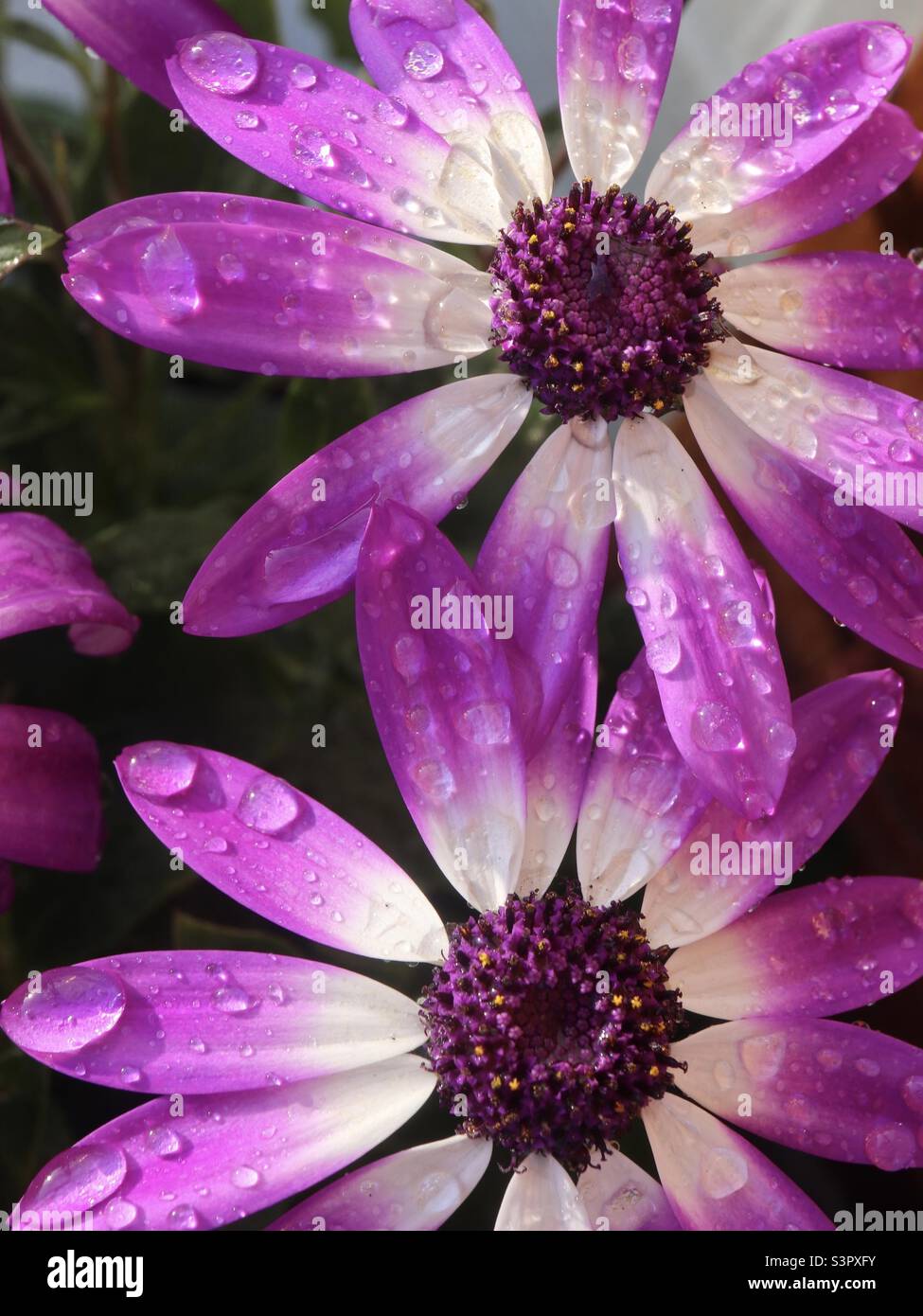 Duo Senetti in April Dusche - Smartphone-aufgenommenes Stockfoto