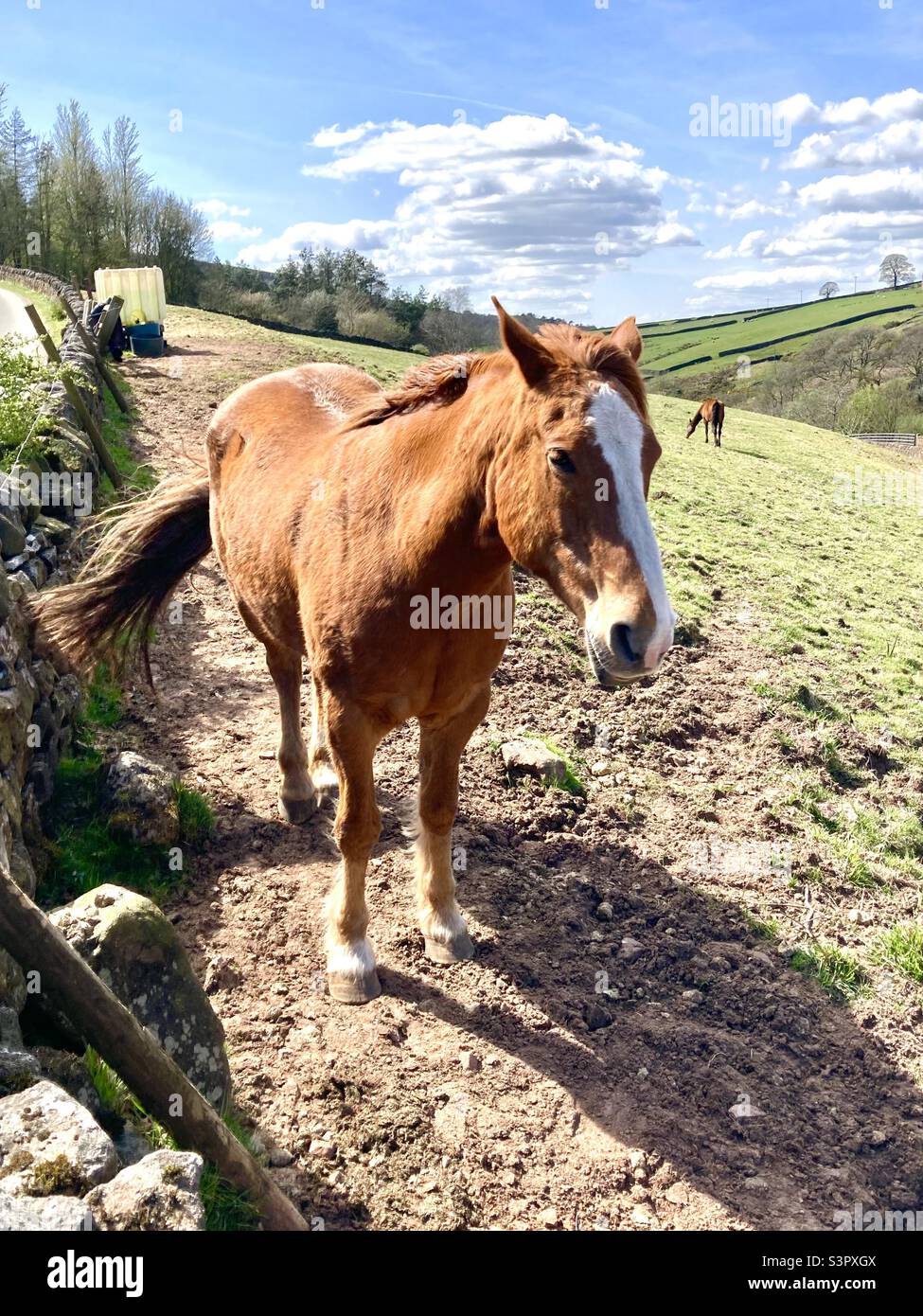 Pferd in einem Feld Stockfoto