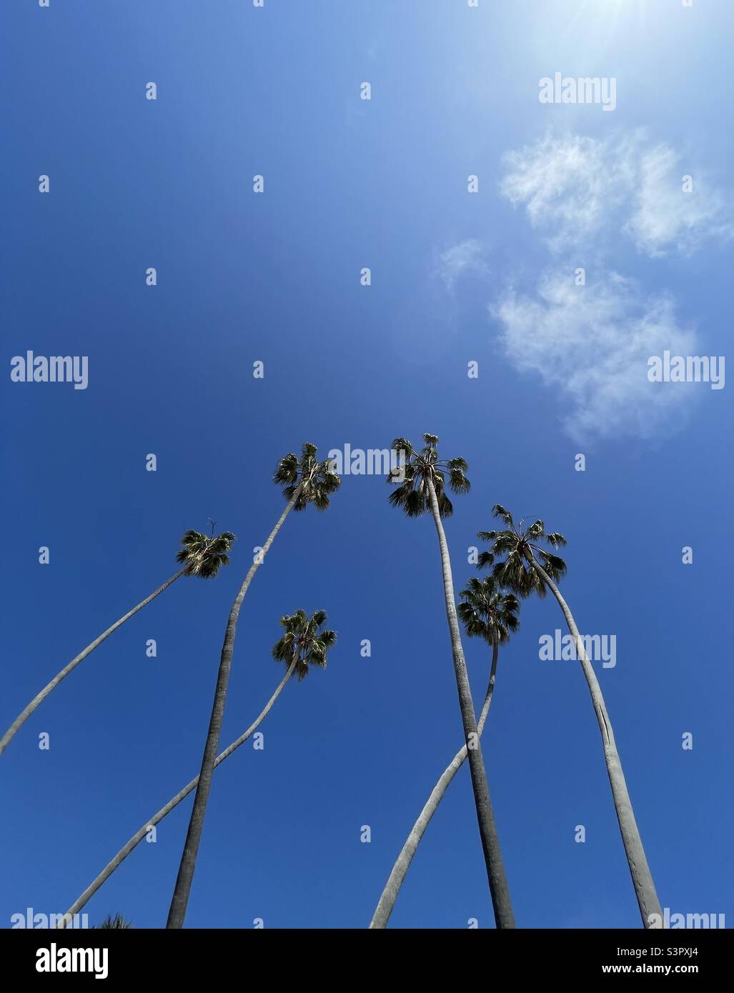 Ein Haufen hoher Palmen vor blauem Himmel in Südkalifornien. Stockfoto