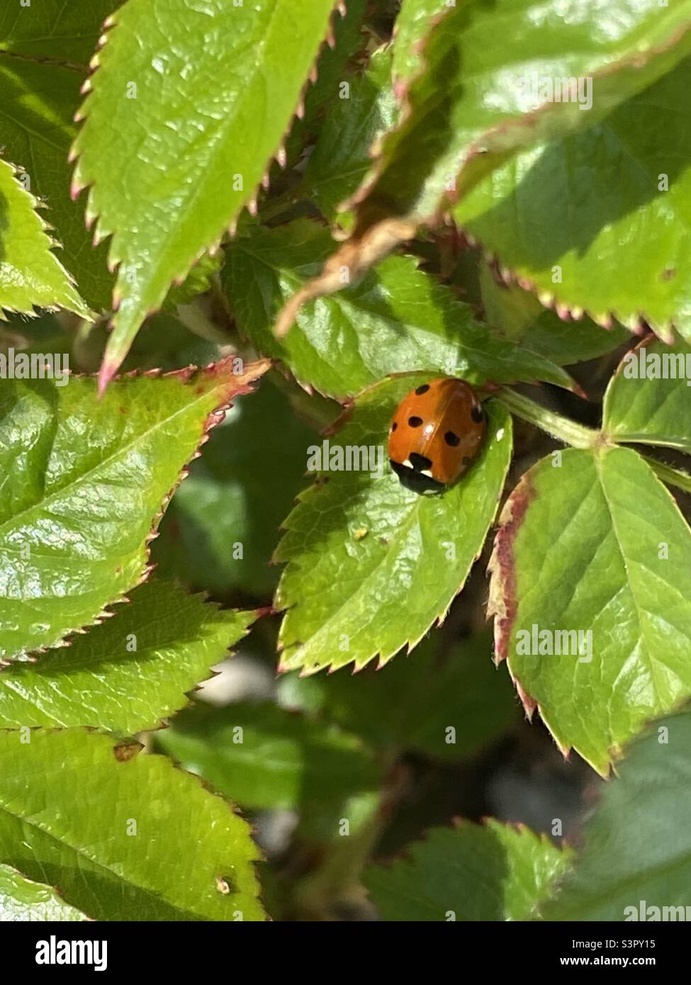 Marienkäfer auf einer Rosenbusch in einem Garten in Rhydargaeau, Carmarthenshire, Wales, Großbritannien, Europa. 23. April 2022. - Smartphone-aufgenommenes Stockfoto