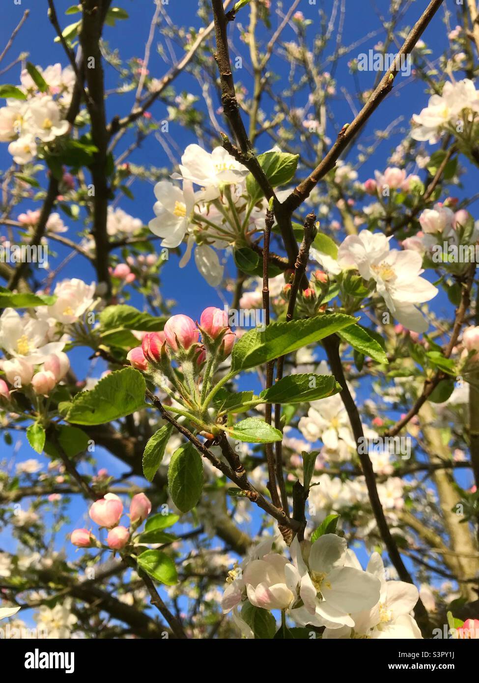 Apfelbaum blüht im April 2022 in Großbritannien - Smartphone-aufgenommenes Stockfoto