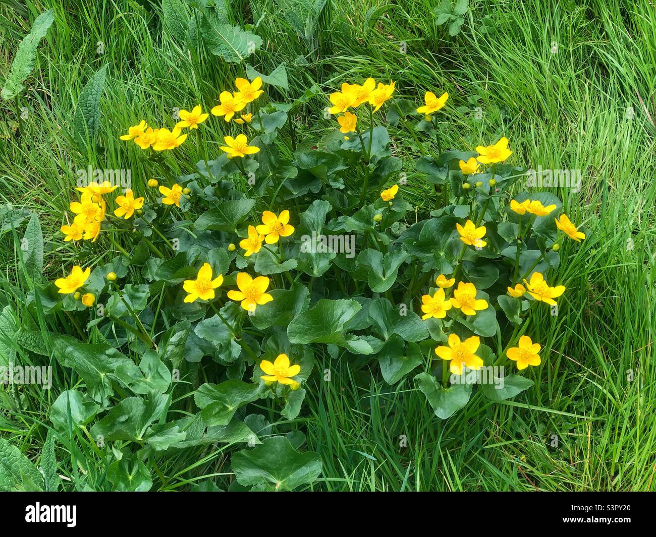 Marsh-Ringelblumen (Caltha palustris) Lakeside Country Park Eastleigh Hampshire Großbritannien Stockfoto