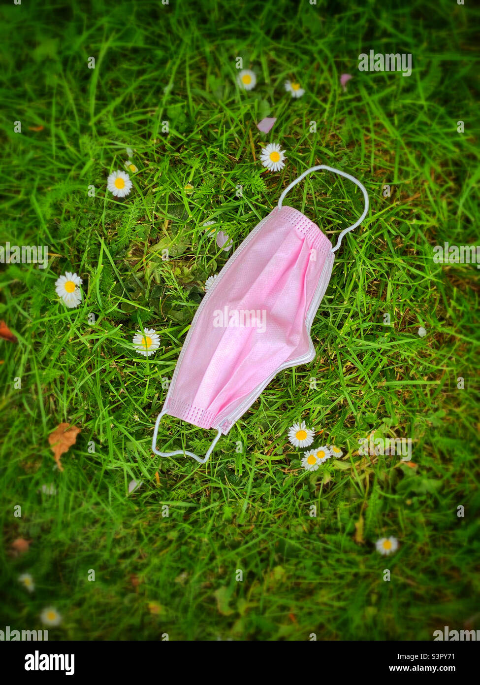 Eine weitere weggeworfene Gesichtsmaske ! Die globale COVID-19-Pandemie hat Millionen und Millionen von Gesichtsmasken hervorgebracht, die – in der Regel unverantwortlich – beseitigt wurden. Die rosa Maske war in der Regel eine ungewöhnliche Farbe. Stockfoto