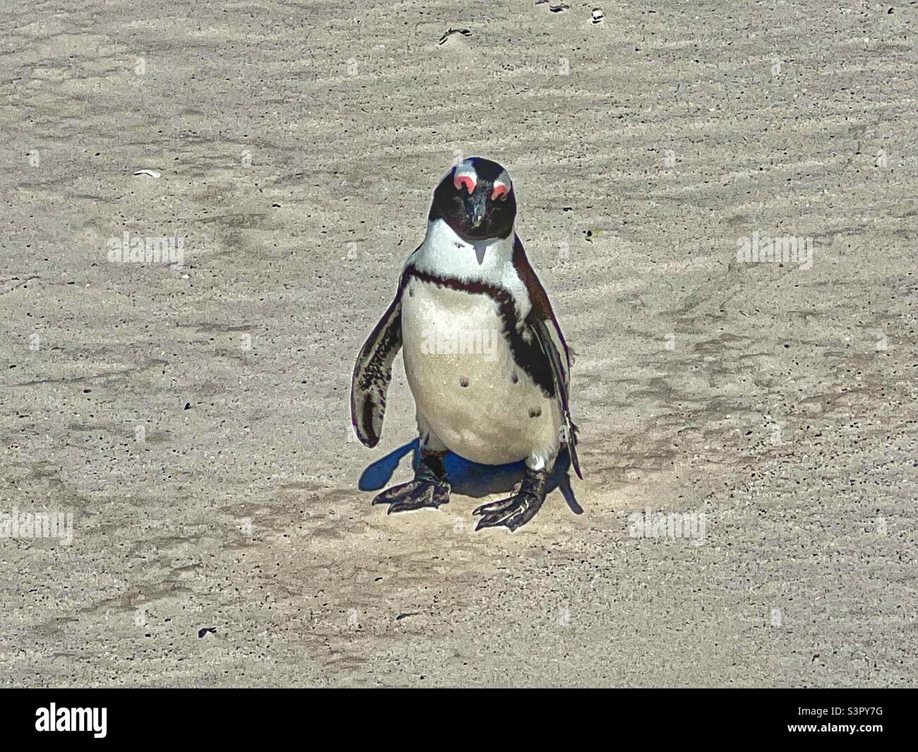 Pinguin-Strand Stockfoto