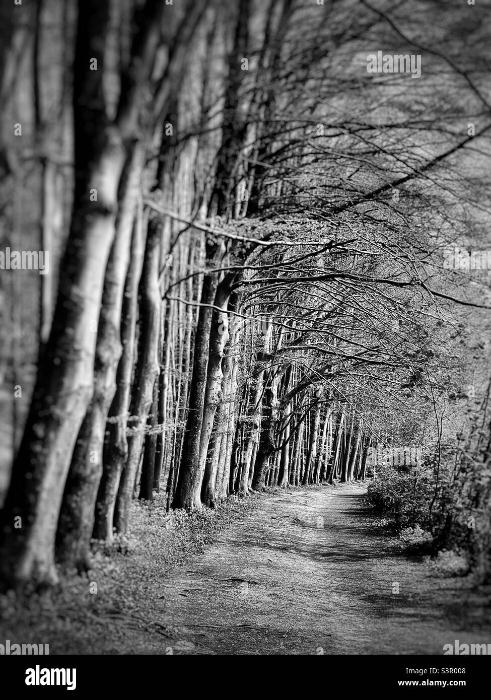 Weg durch eine dunkle Allee von Buchenbäumen. Stockfoto