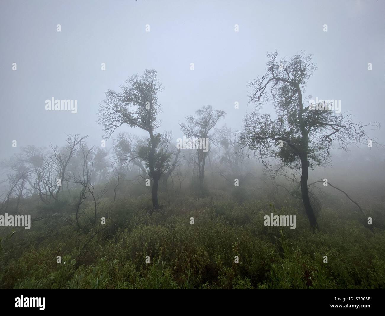 Bäume im Morgennebel auf dem Backbone Trail durch die Santa Monica Mountains, Südkalifornien, mit entsätteten Farben Stockfoto