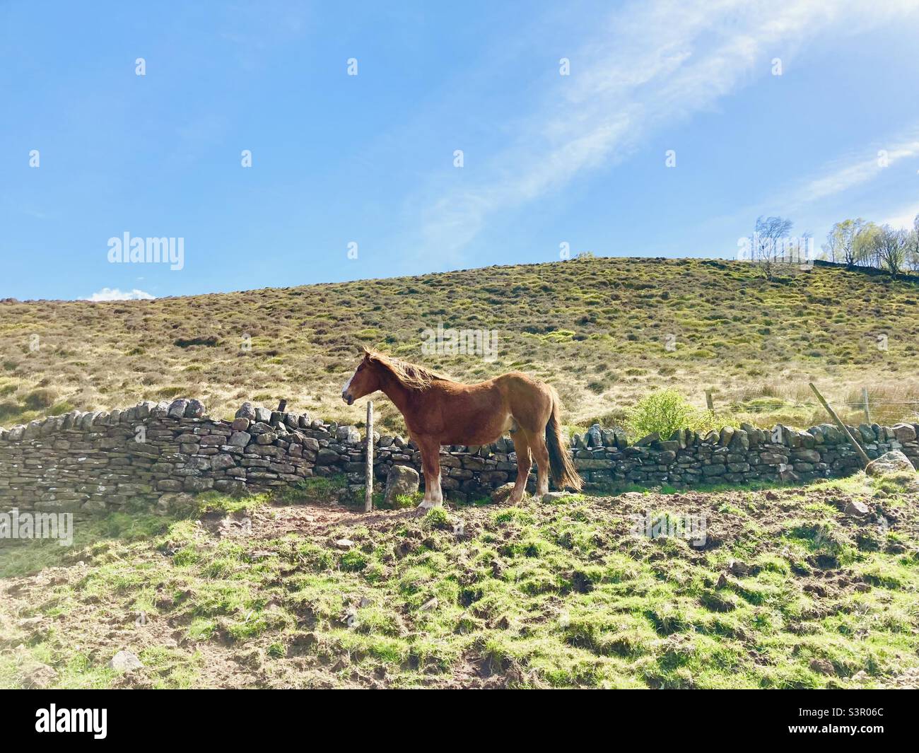 Pferd in einem Feld Stockfoto