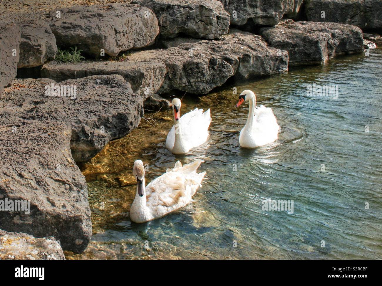 Schwäne schwimmen Stockfoto