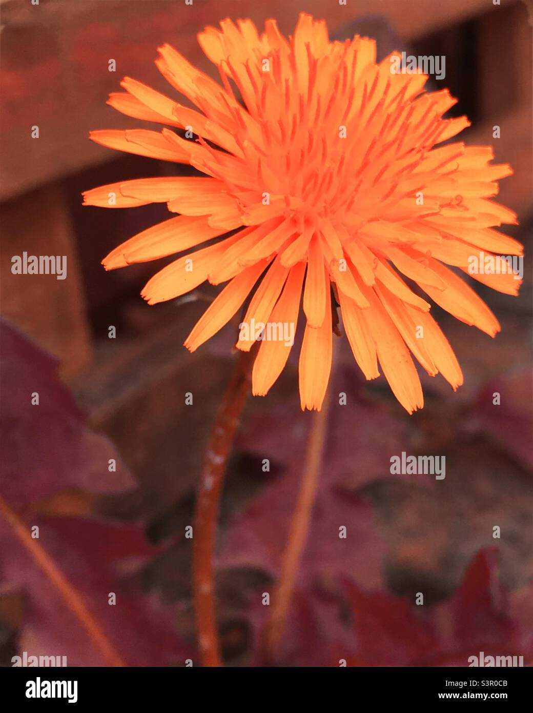 Nahaufnahme der Dandelionenblume mit orangefarbenem Farbeffekt Stockfoto