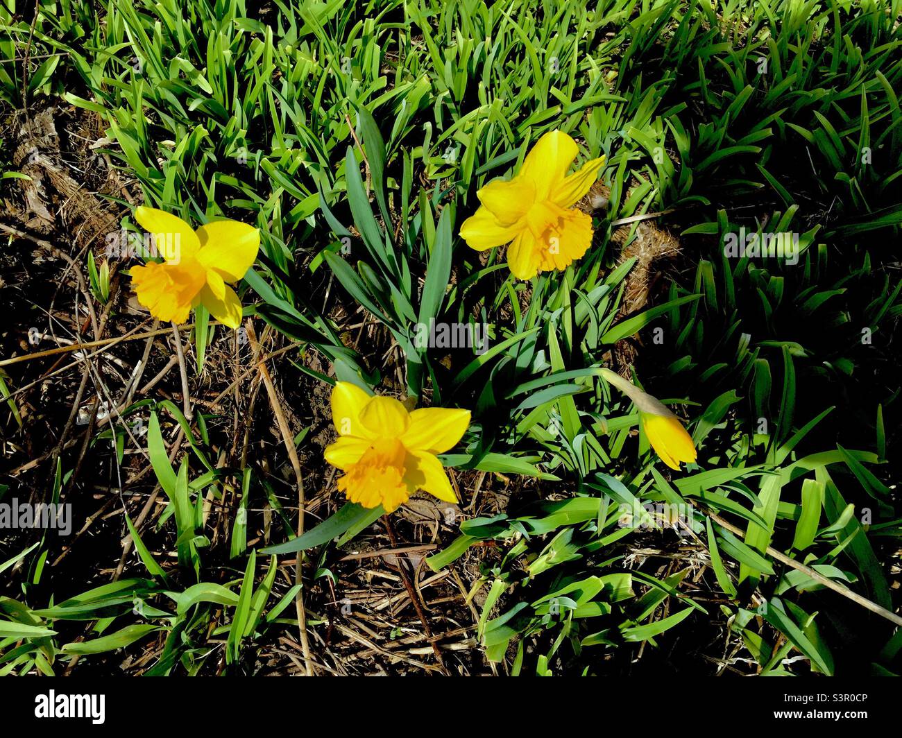 Drei Narzissen und eine Knospe in einem wilden Fleck, der den Beginn eines anderen Frühlings in Ontario, Kanada, markiert. Ende April. Konzepte: Frisch, frisch, vorgeblich, neu. Stockfoto