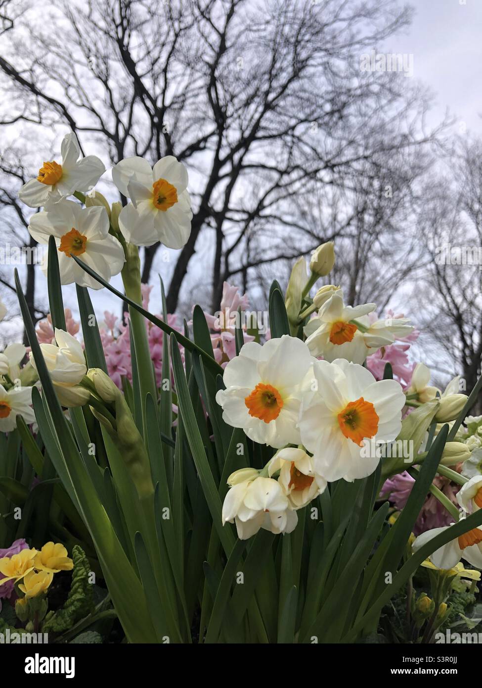 Blühende Narzissen im Frühling. Stockfoto