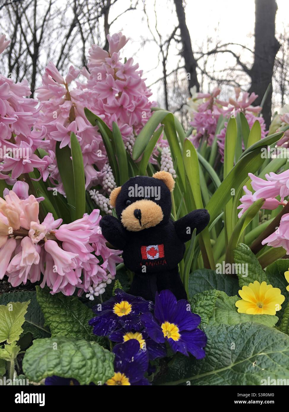 Ein kleiner schwarzer Plüsch-Teddybär, der zwischen hübschen Frühlingsblumen posiert. Stockfoto