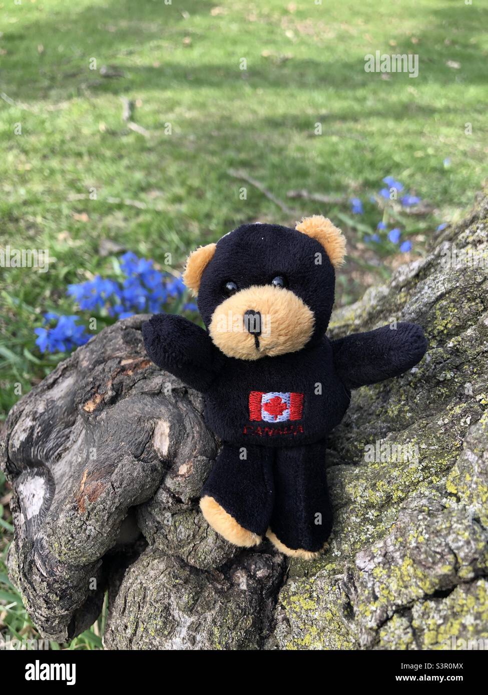 Ein glücklicher kleiner schwarzer Teddybär, der Spaß in der Natur hat. Stockfoto