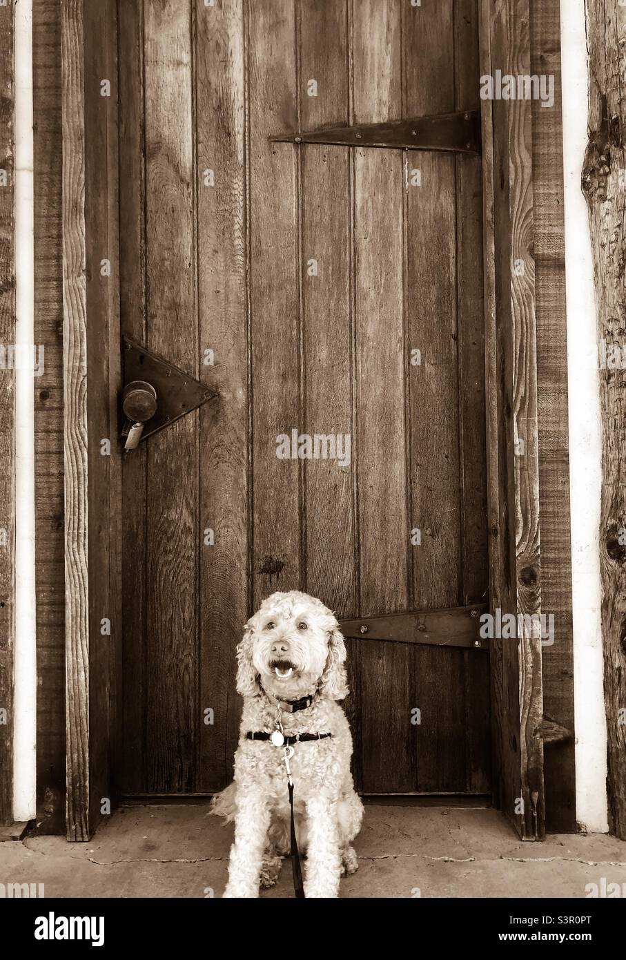 Labradoodle Hund sitzt vor der Holztür in Sepia-Ton Stockfoto