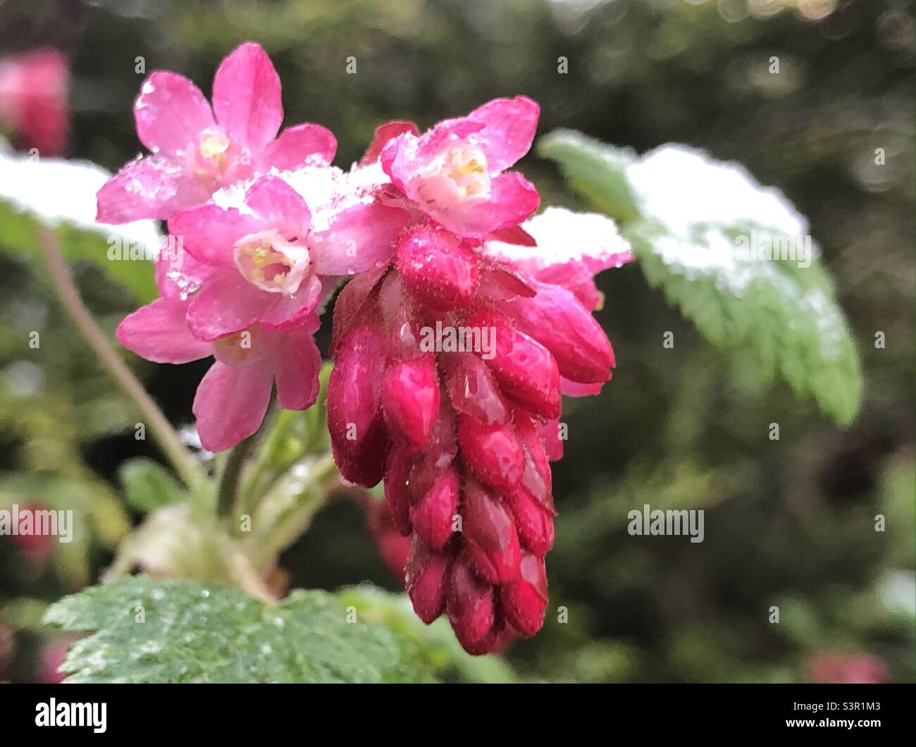 Nahaufnahme einer wilden roten Strohblume mit Frühlingsschnee auf ihnen. Stockfoto